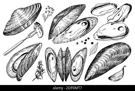 Meeresmuscheln im Vintage Retro-Stil. Nautische Weichtiere. Meeresgerichte. Vektorgrafik. Handgezeichnete Retro-Skizze mit Gravur. Antiker alter monochromer Stil Stock Vektor