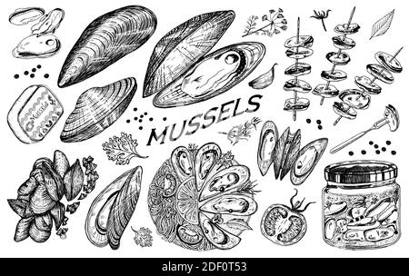 Meeresmuscheln im Vintage Retro-Stil. Nautische Weichtiere. Meeresgerichte. Vektorgrafik. Handgezeichnete Retro-Skizze mit Gravur. Antiker alter monochromer Stil Stock Vektor