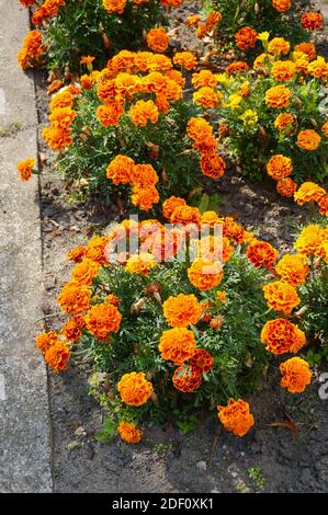 Eine vertikale Aufnahme von orangefarbenen mexikanischen Ringelblumen In den Büschen neben der Straße Stockfoto