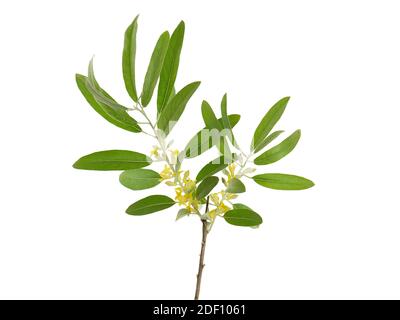 Zweig des blühenden russischen Olivenbaums isoliert auf weiß, Elaeagnus angustifolia Stockfoto