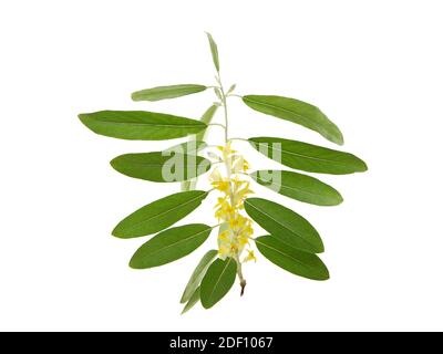 Zweig des blühenden russischen Olivenbaums isoliert auf weiß, Elaeagnus angustifolia Stockfoto