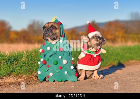 Lustige Erwachsene und Welpen Französisch Bulldogge Hunde verkleidet mit weihnachtsbaum und weihnachtsmann Kostüme Stockfoto