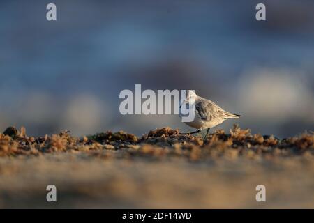 Der sanderling ist ein kleiner Watvogel. Der Name leitet sich von altenglischem Sand-yrðling, 'sand-plowman' ab. Stockfoto