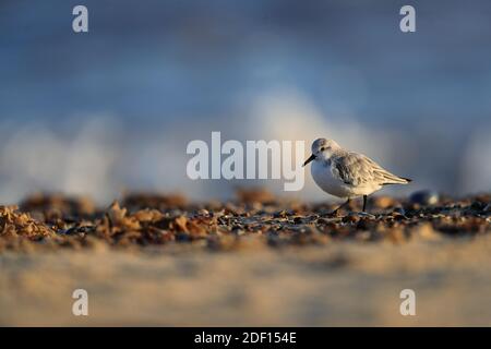 Der sanderling ist ein kleiner Watvogel. Der Name leitet sich von altenglischem Sand-yrðling, 'sand-plowman' ab. Stockfoto