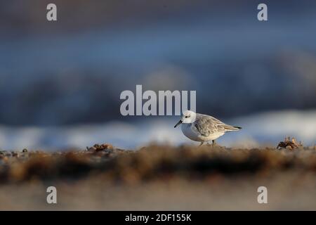 Der sanderling ist ein kleiner Watvogel. Der Name leitet sich von altenglischem Sand-yrðling, 'sand-plowman' ab. Stockfoto