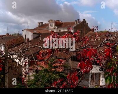 AJAXNETPHOTO. RIBERAC, FRANKREICH. - WILDE TRAUBE - GEMEINSAME DOGWEED PFLANZE AM STRASSENRAND ROT. FOTO: JONATHAN EASTLAND/AJAXREF:GXR191510 7996 Stockfoto