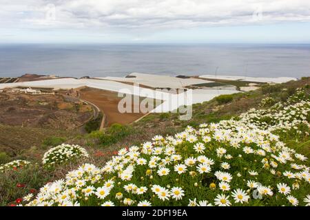 Gänseblümchen auf dem Gipfel des Berges mit Blick über Gewächshäuser am Meer an bewölkten Tagen auf Gran Canaria, Spanien. Kanarische Inseln Landschaft mit Gewächshäusern Stockfoto