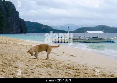 Ein verspielter Strandhund, der am Strand von sieben Commandos in El Nido, Philippinen, herumläuft. Stockfoto