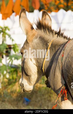 Esel frisst Gras. Haustiere im Freien Stockfoto