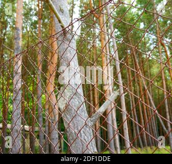 Eine selektive Aufnahme eines rostigen Metallkettengliedes Zaun mit verschwommenen Bäumen im Hintergrund Stockfoto
