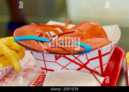 Ein frisch gedünsteter Maine-Hummer mit Krallen, die von Gummibändern verschlossen gehalten werden, wird auf einem Tablett mit einer Seite Pommes serviert. Stockfoto