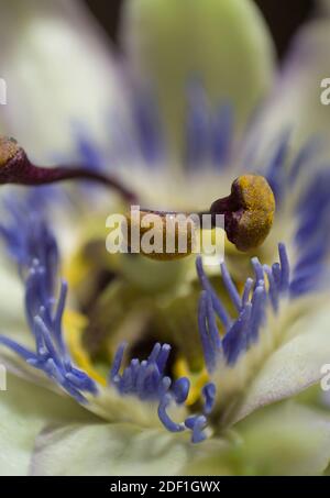 Bluecrown Passionflower Stamen, extreme Makro und Details, botanisch Stockfoto