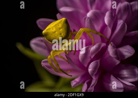 Eine gelbe Krabbenspinne fügt sich in eine bunte violette Gänseblümchen ein Blumenstern Stockfoto