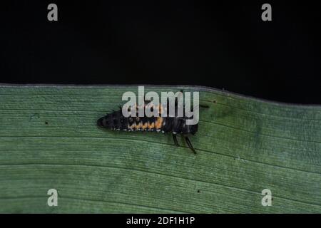 Käferlarve auf einem Blatt, extremes Makro, schwarzer Hintergrund Stockfoto