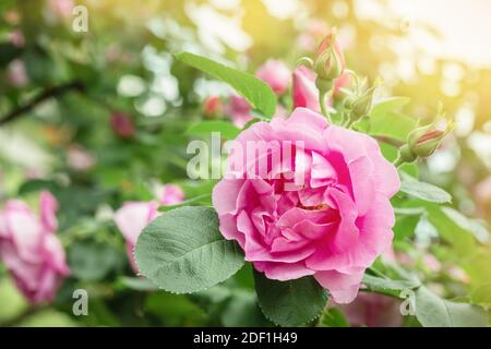 Schöne rosa Rosenblüte im Garten. Weichfokus. Stockfoto