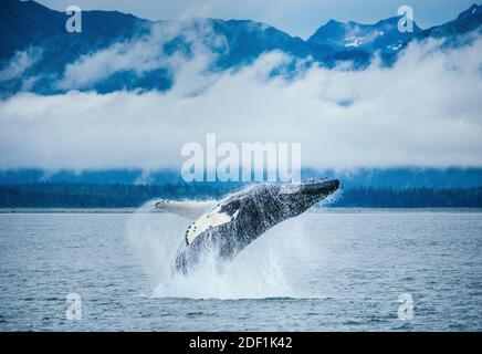 Jugendliche Buckelwale durchbricht in Alaska mit schneebedeckten Gipfeln dahinter Stockfoto