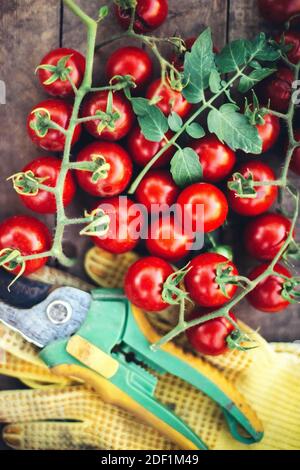 Rote Kirschtomaten auf Holzhintergrund Stockfoto