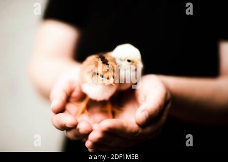 Frau, die Hühner in den Händen hält Stockfoto