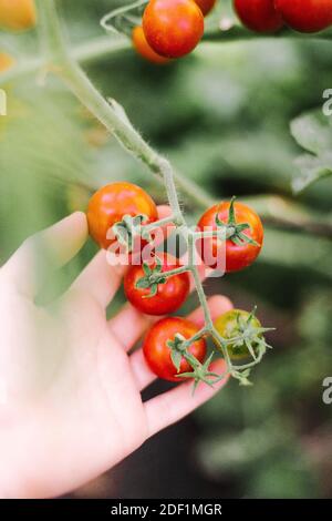 Nahaufnahme der Hände einer Frau mit Bio-Kirschtomaten Stockfoto