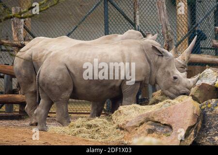 Indische Rhinozeros - Rhinozeros Indiens im ZooParc von Beauval in Saint-Aignan-sur-Cher, Frankreich am 27. januar 2020. Foto von Nasser Berzane/ABACAPRESS.COM Stockfoto