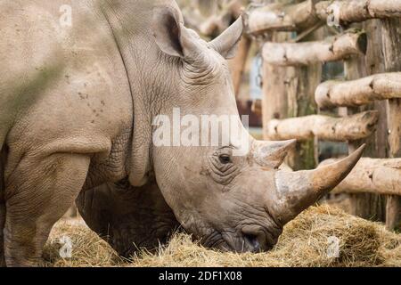 Indische Rhinozeros - Rhinozeros Indiens im ZooParc von Beauval in Saint-Aignan-sur-Cher, Frankreich am 27. januar 2020. Foto von Nasser Berzane/ABACAPRESS.COM Stockfoto