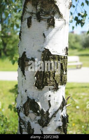 Eine Nahaufnahme eines Baumstammes mit weißem Rindenschälen Aus Stockfoto