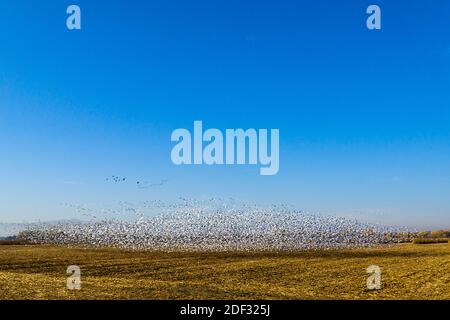 Schnee und ein paar Aleuten-Gänse fliegen an Das San Joaquin National Wildlife Refuge im Central Valley Von Kalifornien USA 2. Dezember 2020 Stockfoto