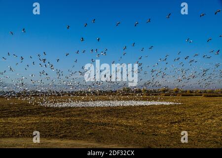 Schnee und ein paar Aleuten-Gänse fliegen an Das San Joaquin National Wildlife Refuge im Central Valley Von Kalifornien USA 2. Dezember 2020 Stockfoto