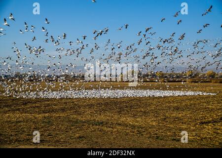 Schnee und ein paar Aleuten-Gänse fliegen an Das San Joaquin National Wildlife Refuge im Central Valley Von Kalifornien USA 2. Dezember 2020 Stockfoto