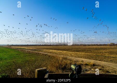 Schnee und ein paar Aleuten-Gänse fliegen an Das San Joaquin National Wildlife Refuge im Central Valley Von Kalifornien USA 2. Dezember 2020 Stockfoto