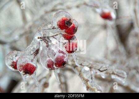 Rote Mini-Äpfel, Beeren hängen auf dem Baum in einem Bündel sind sehr gefroren, komplett in Eis. Sehr groß. Stockfoto