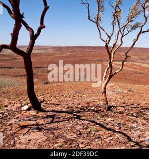 Verbranntes bissige Zahnfleisch (Eucalyptus leucophloia) auf dem Gipfel des Mt. Herbert (367 m), Chichester Ranges, Pilbara, Westaustralien Stockfoto