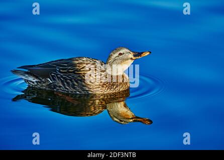 Eine wilde Ente, die in einem See schwimmt, mit ihrer Spiegelung Auf dem Wasser Stockfoto