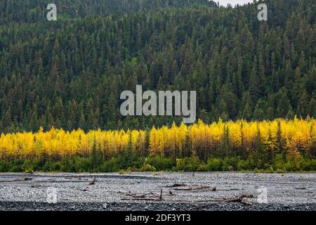 Wolken sammeln sich über den Kenai Mountains mit farbenfrohem Herbstlaub vom Glacier View Blick auf den Kenai Fjords National Park in der Nähe von Seward, Alaska. Stockfoto