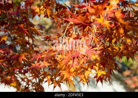 Kyoto, Japan - Herbstblattfarbe am Ikkyuji Tempel (Shuon-an) in Kyotanabe, Kyoto, Japan. Stockfoto