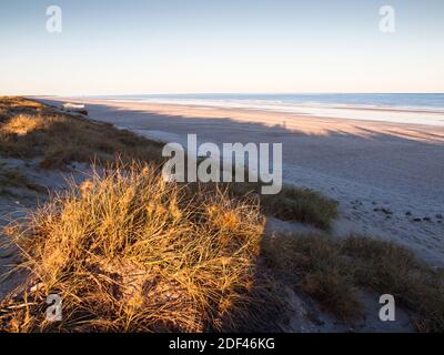 Spinifex longifolius wird durch die sterbenden Strahlen der Sonne hervorgehoben, während lange Schatten in Richtung des Indischen Ozeans reichen, 80 Mile Beach, Western Australia. Stockfoto