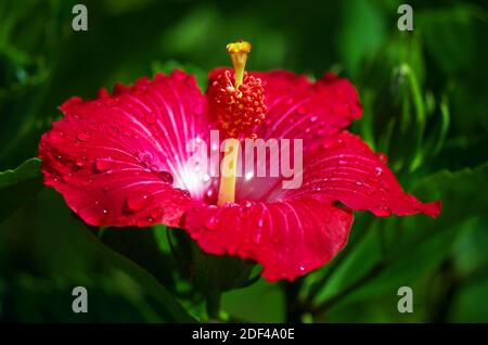 Sommerregen fällt auf Hibiscus Stockfoto