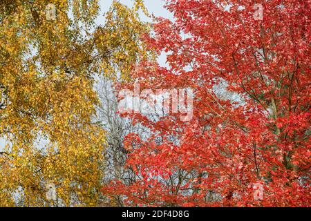 Betula Pendula und Acer rubrum. Weinende Birke und rote Ahornbäume im Herbst Stockfoto