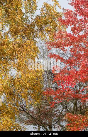 Betula Pendula und Acer rubrum. Weinende Birke und rote Ahornbäume im Herbst Stockfoto