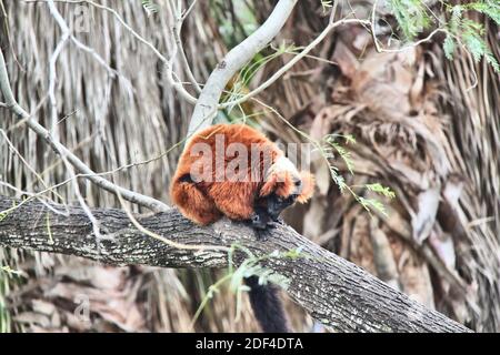 Ein rotgekräuselter Lemur auf einem Baumstamm im Gladys' Porter Zoo in Brownsville, Texas. Stockfoto