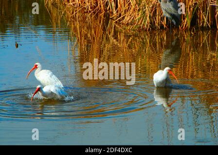 Drei weiße Ibis-Vögel Baden im South Padre Island Birding and Nature Center, in South Texas, USA. Stockfoto