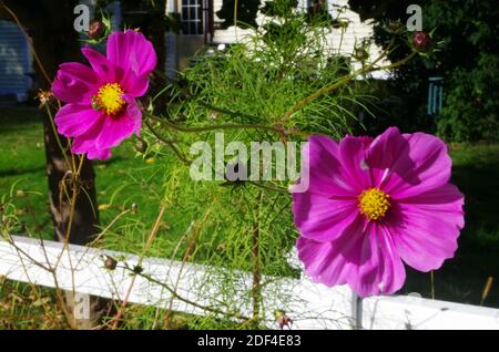 Blumen am Zaun Stockfoto