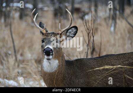 Nahaufnahme eines Bucks von Mission Marsh, Thunder Bay, Ontario, Kanada, Nordamerika. Stockfoto