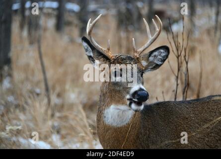 Nahaufnahme eines Bucks von Mission Marsh, Thunder Bay, Ontario, Kanada, Nordamerika. Stockfoto