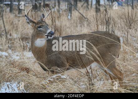 Ein männlicher Hirsch, der auf einem Feld aus getrocknetem Gras und blattlosen Bäumen steht und neben Mission Marsh, Thunder Bay, Ontario, Kanada, nach hinten blicken kann. Stockfoto