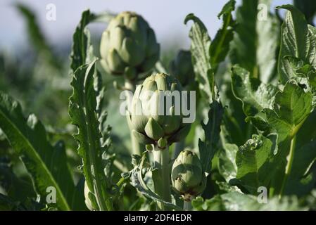 Barcelona, Spanien. November 2020. Artischocken wachsen in einem Feld in der Nähe von Barcelona gesehen. Quelle: Jorge Sanz/SOPA Images/ZUMA Wire/Alamy Live News Stockfoto