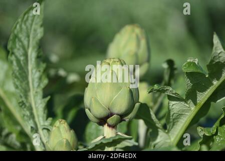 Barcelona, Spanien. November 2020. Artischocken wachsen in einem Feld in der Nähe von Barcelona gesehen. Quelle: Jorge Sanz/SOPA Images/ZUMA Wire/Alamy Live News Stockfoto