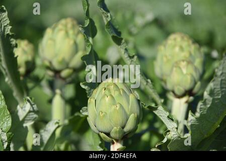 Barcelona, Spanien. November 2020. Artischocken wachsen in einem Feld in der Nähe von Barcelona gesehen. Quelle: Jorge Sanz/SOPA Images/ZUMA Wire/Alamy Live News Stockfoto