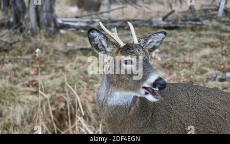 Nahaufnahme eines Bucks von Mission Marsh, Thunder Bay, Ontario, Kanada, Nordamerika. Stockfoto