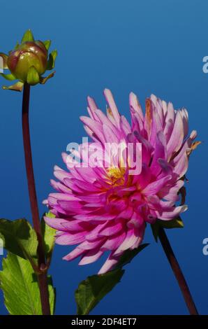 Auf der Suche nach Open Dahlia und in Bloom Dahlia Stockfoto